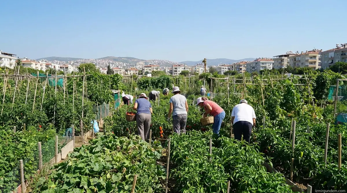 Bornova Kent Bostanları Hasatla Şenlendi: 786 Kadın...