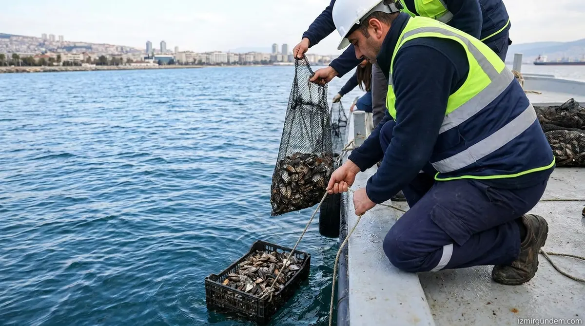 İzmir'de Atık Midye Kabukları Deniz Yaşamına Dönüyor