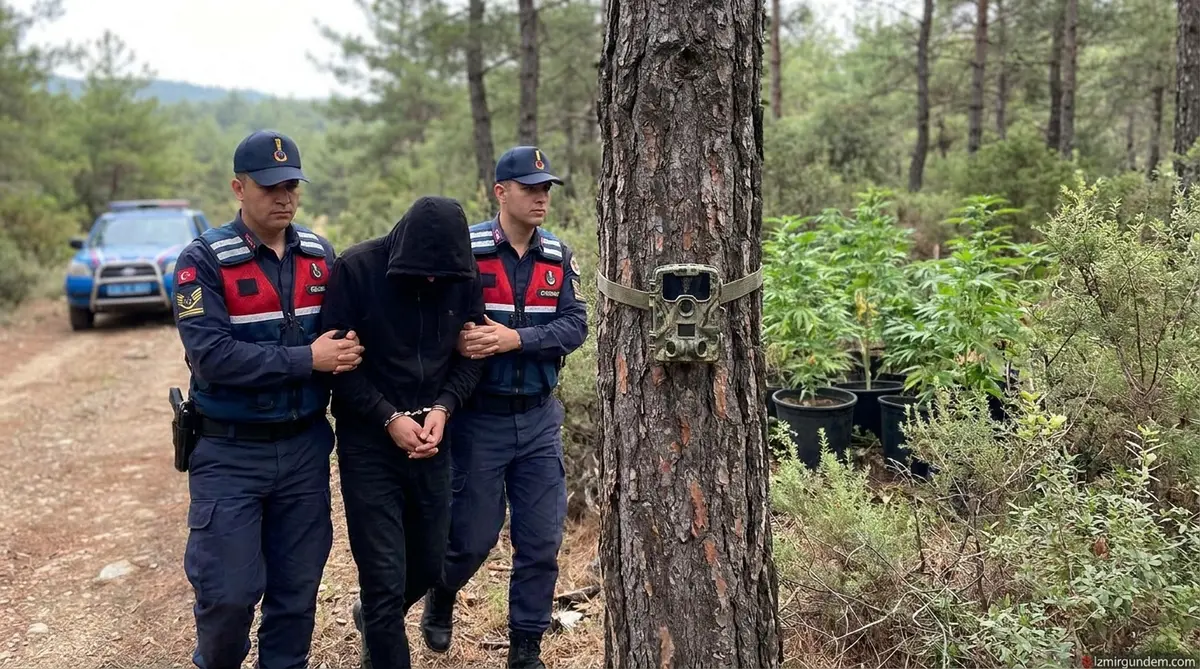 Ödemiş'te Fotokapan Operasyonu: Ormana Kenevir Eken S. D. Tutuklandı